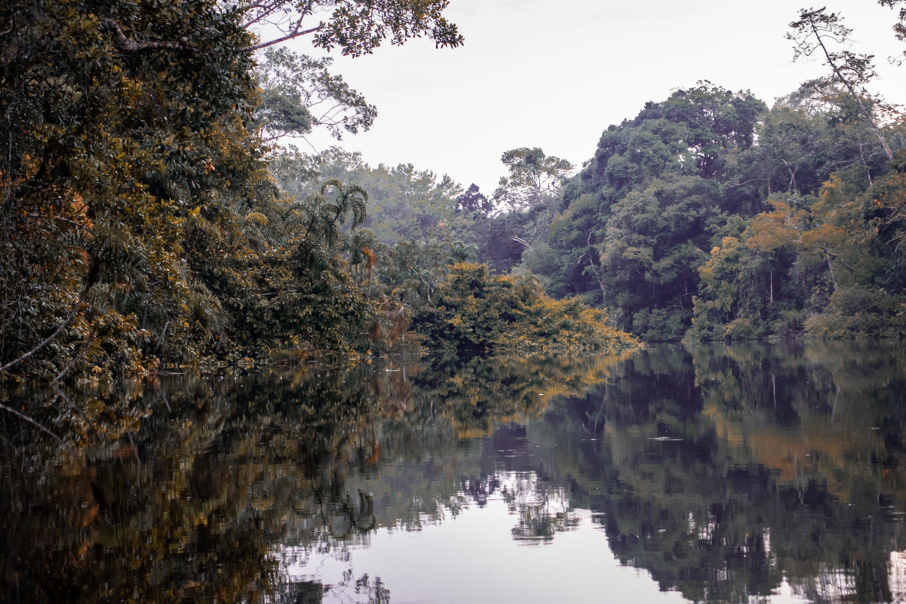 Il biotopo Amazzonico
