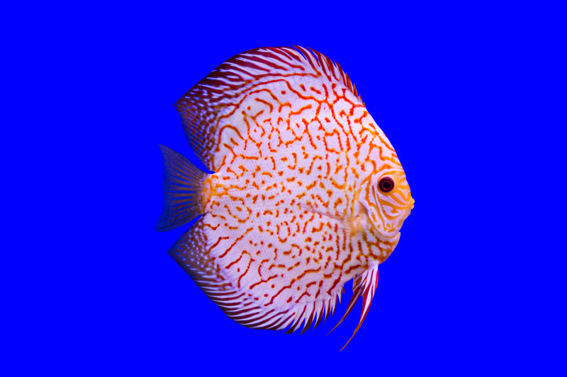 Symphysodon Discus — Verde Vivo Acquari