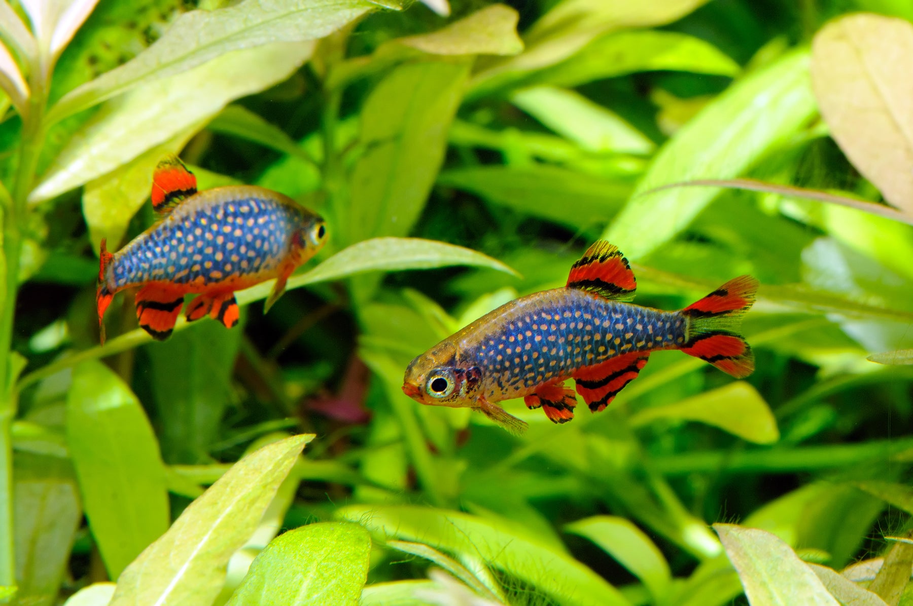 Danio Margaritatus