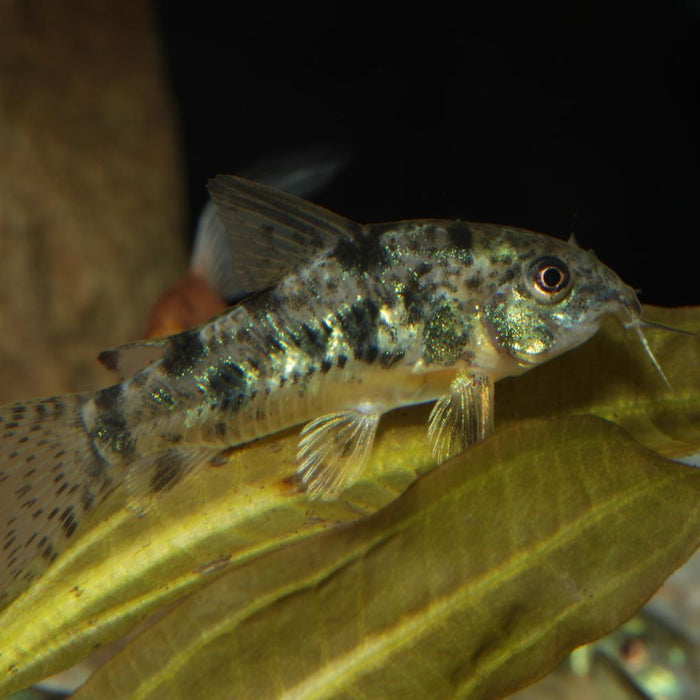 JBL Pronovo Corydoras Tab M 100 ml – Pastiglie Fondo per Pesci Gatto Corazzati