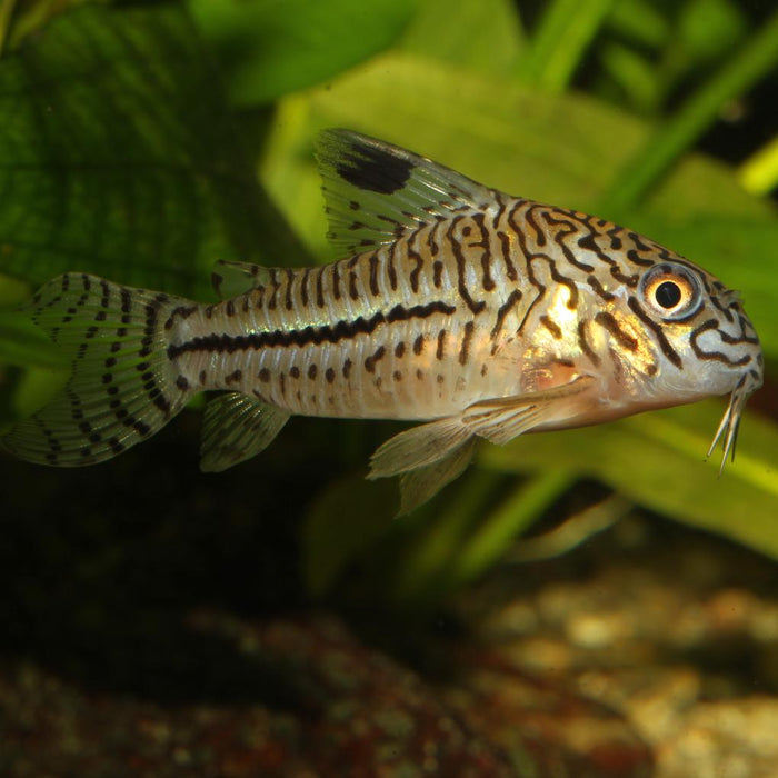 JBL Pronovo Corydoras Tab M 100 ml – Pastiglie Fondo per Pesci Gatto Corazzati