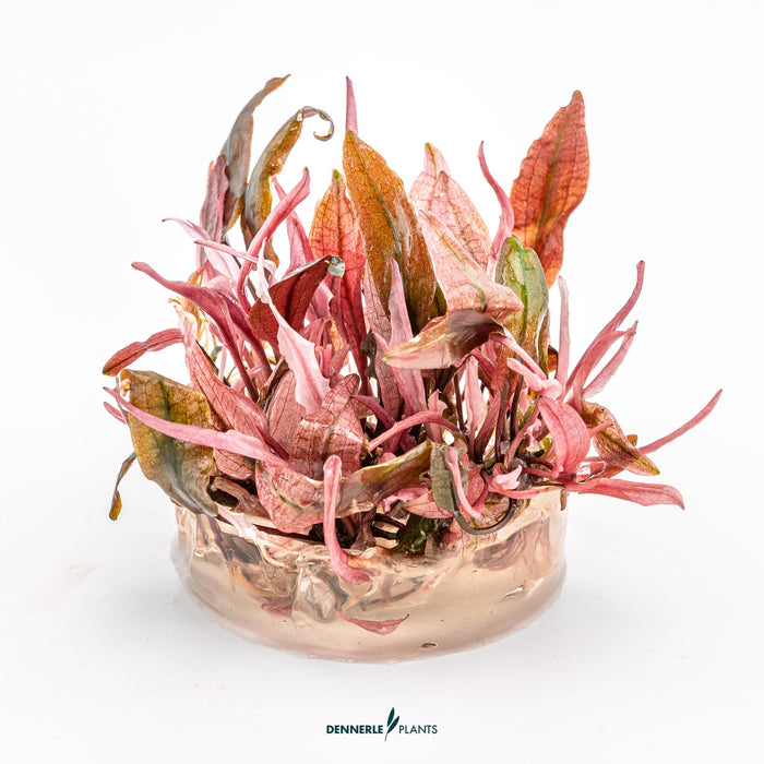 Cryptocoryne spec. 'Flamingo'