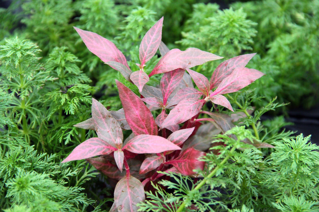 Alternanthera Reineckii 'Red Ruby'