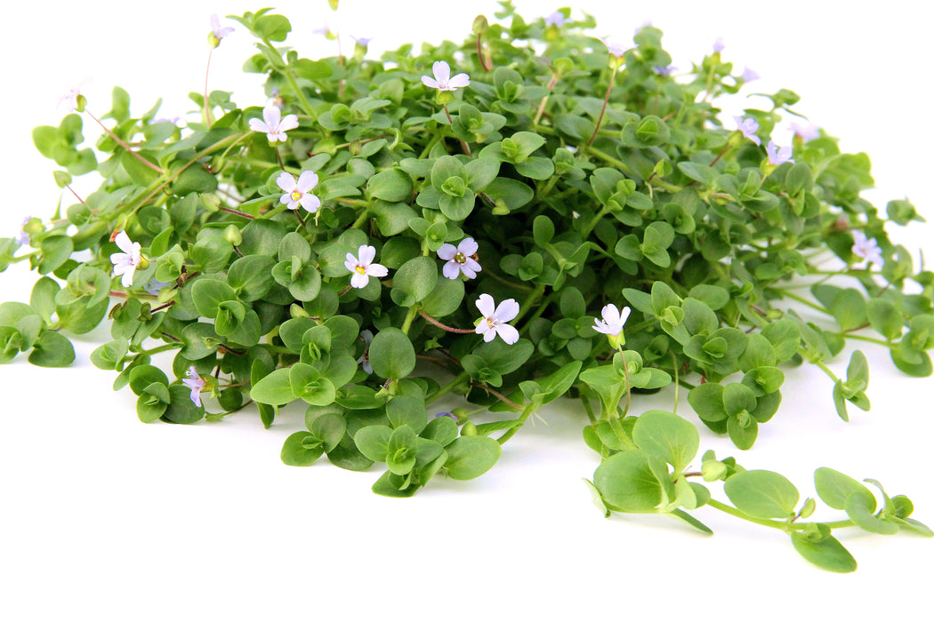 Bacopa Australis