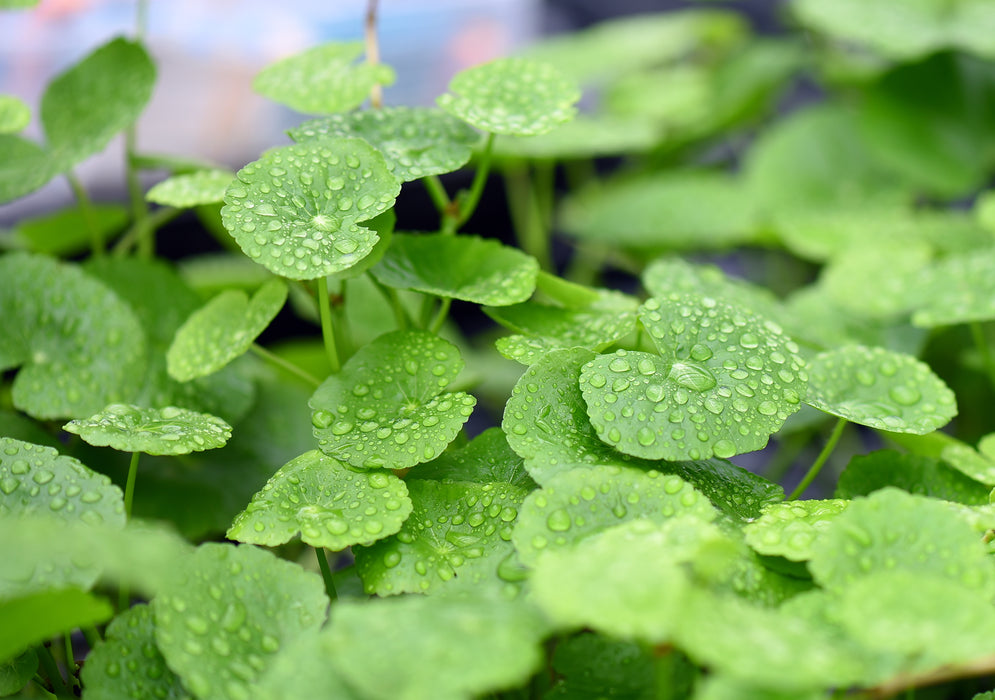 Hydrocotyle Leucocephala