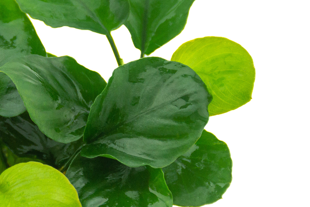 Anubias Barteri var. Coin Leaf