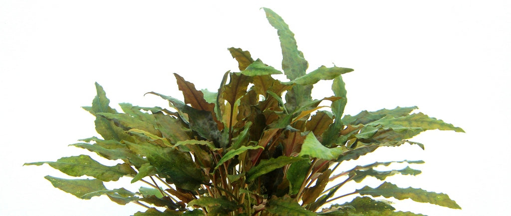 Cryptocoryne wendtii 'Brown'