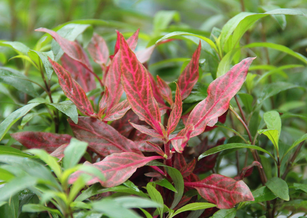 Alternanthera Reineckii 'Red Ruby' XXL