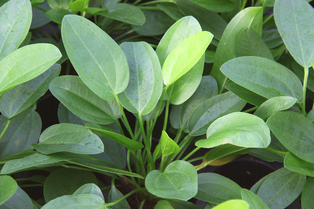 Echinodorus cordifolius 'Mini'