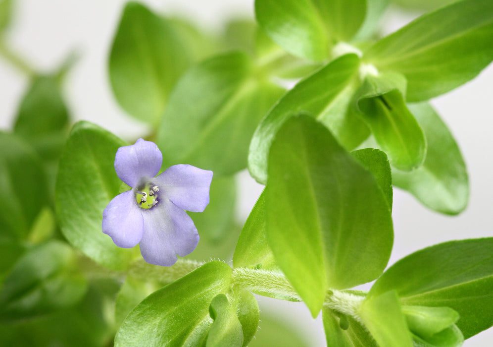 Bacopa Caroliniana