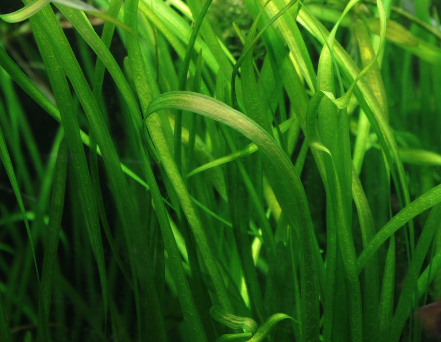 Vallisneria spiralis