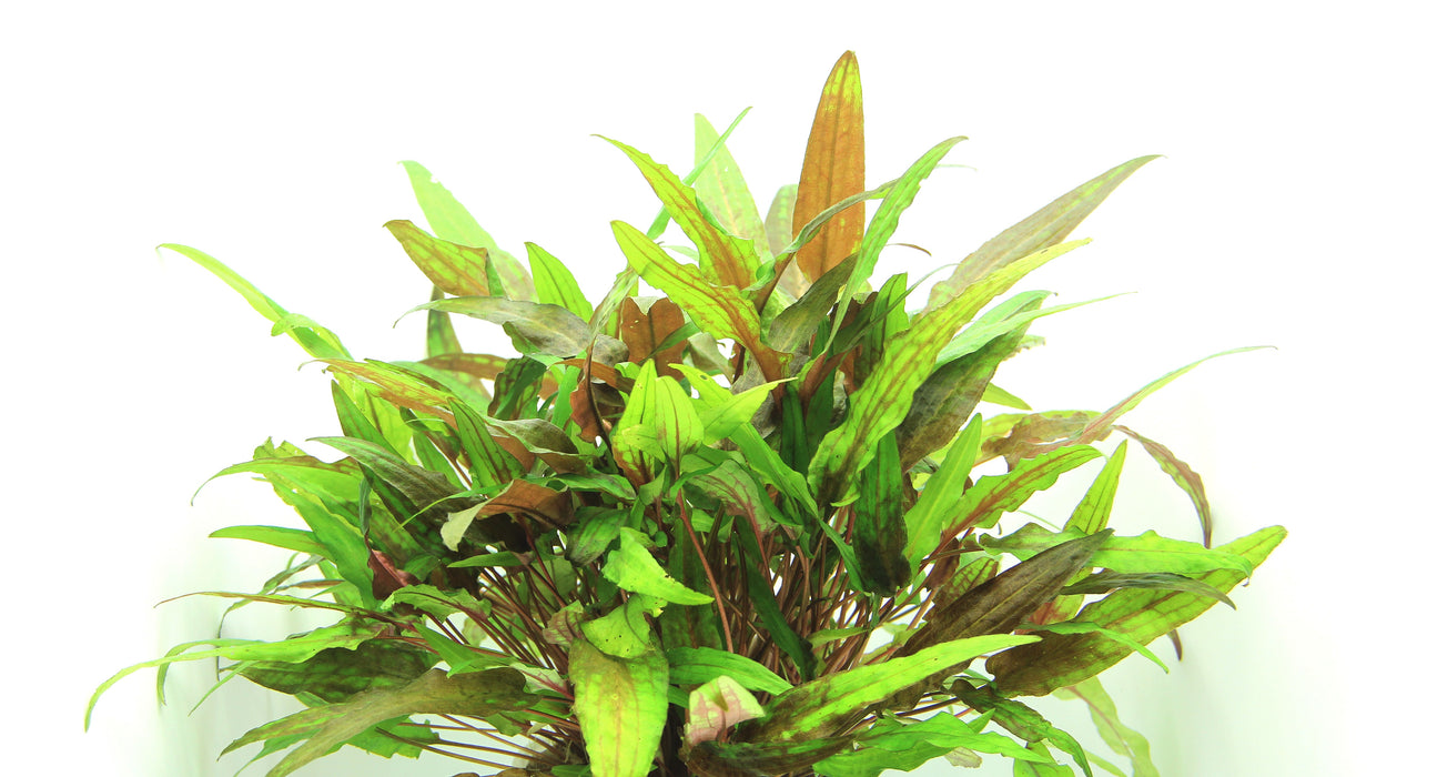 Cryptocoryne wendtii 'Green'