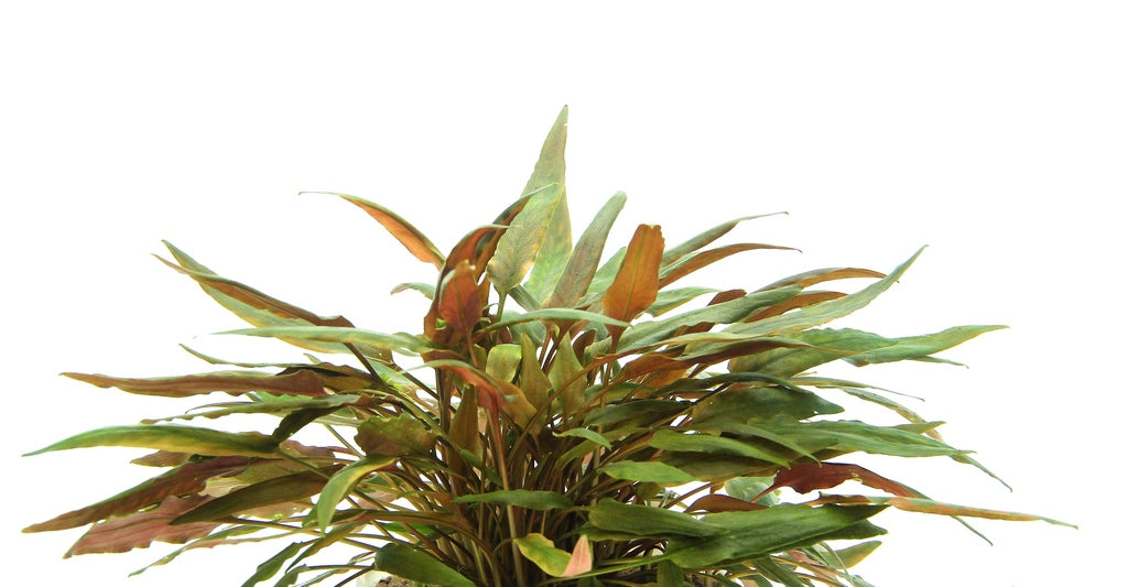 Cryptocoryne beckettii