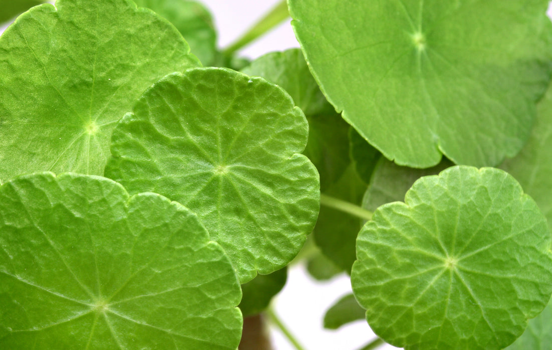 Hydrocotyle verticillata