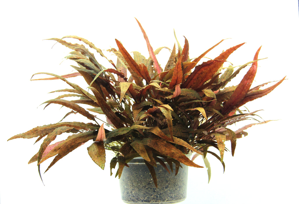 Cryptocoryne affinis