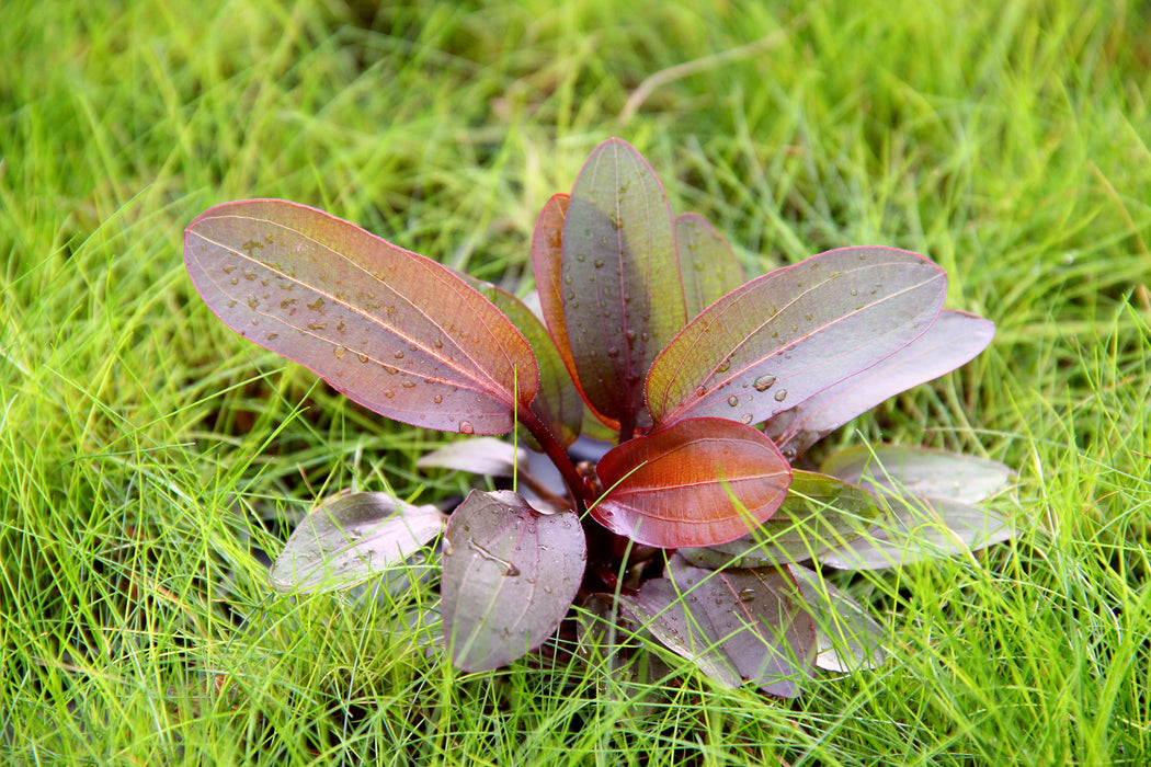 Echinodorus 'Red Chameleon'