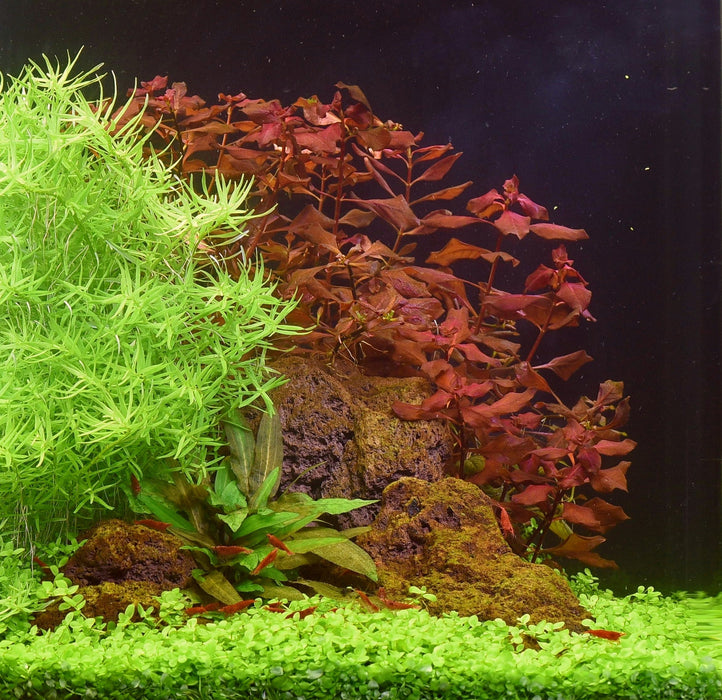 Ludwigia palustris 'Super Red'