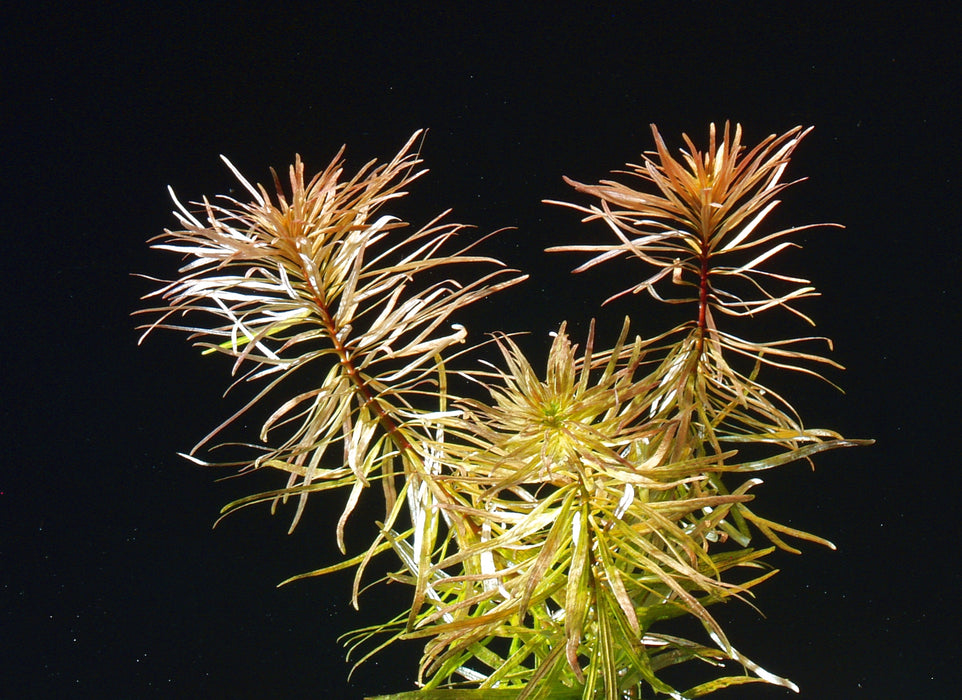 Pogostemon stellatus