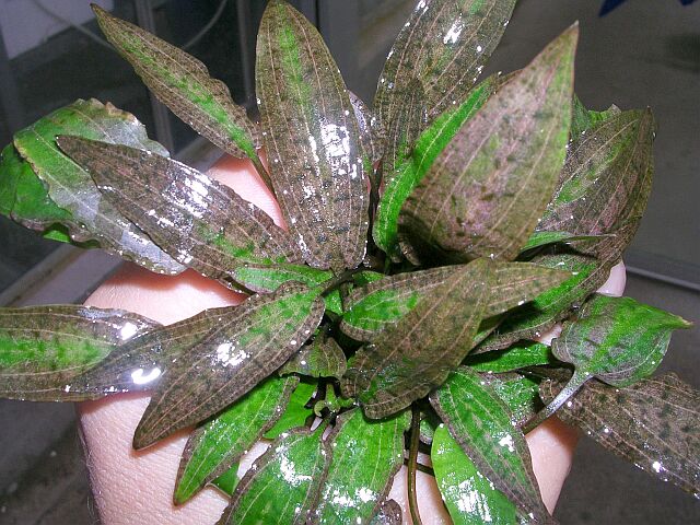 Cryptocoryne affinis