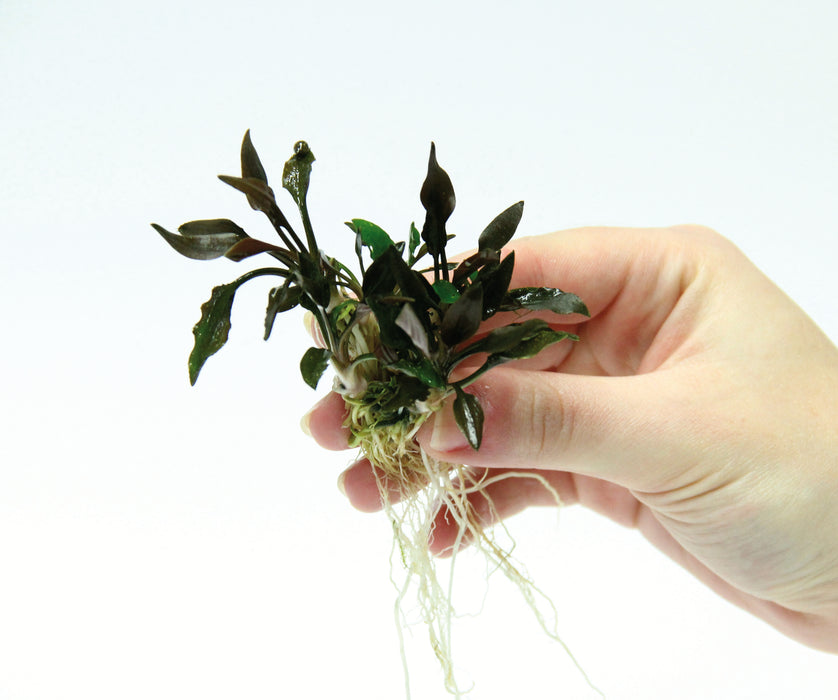 Cryptocoryne lutea 'Hobbit'