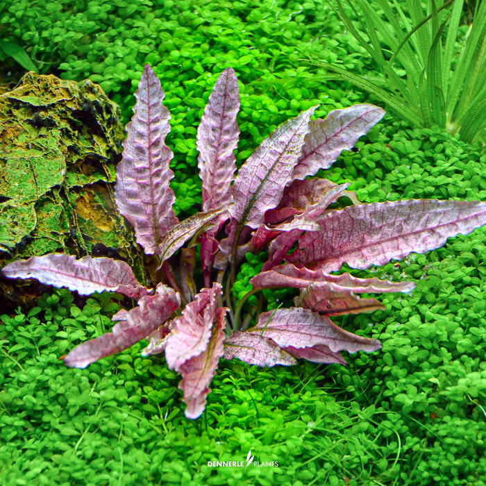 Cryptocoryne spec. 'Flamingo'