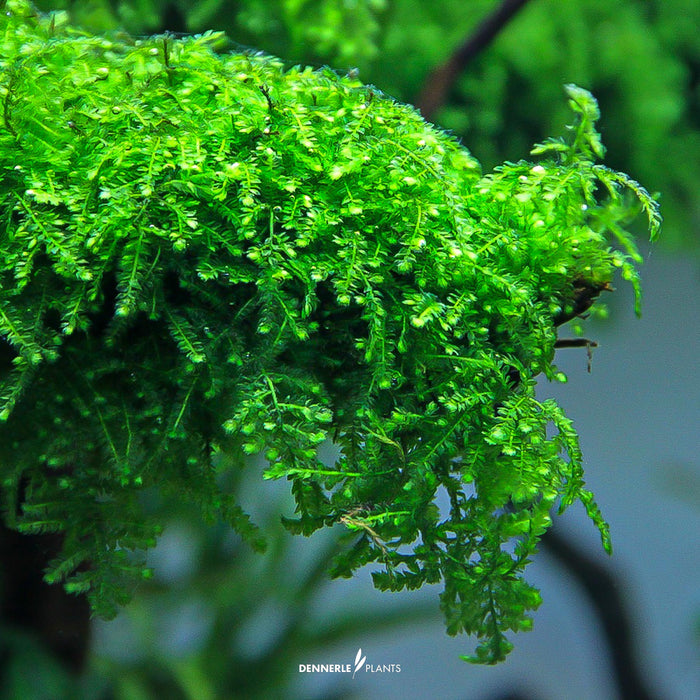 Vesicularia ferriei 'Weeping Moss'