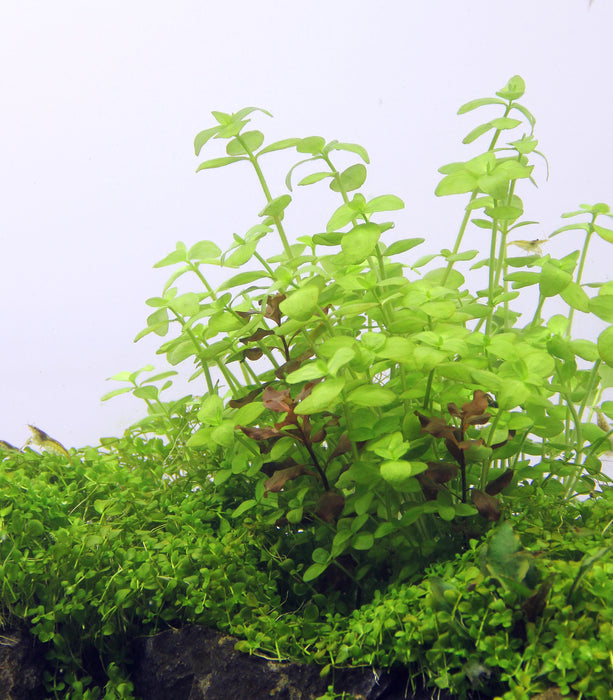 Bacopa Australis