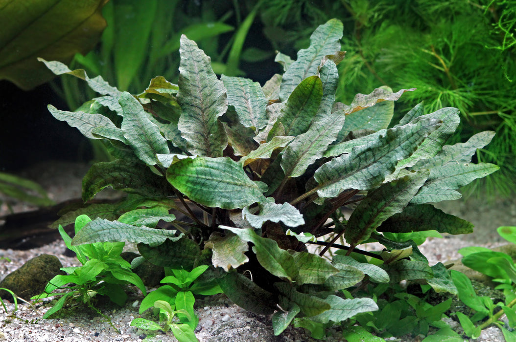 Cryptocoryne wendtii 'Brown'