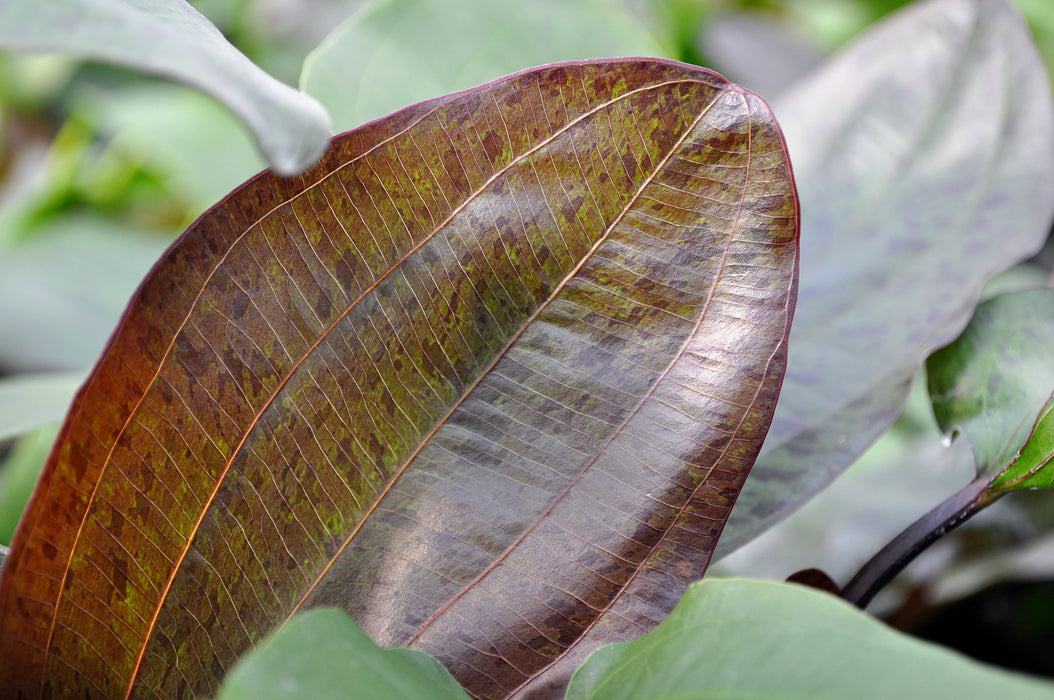 Echinodorus 'Ozelot'