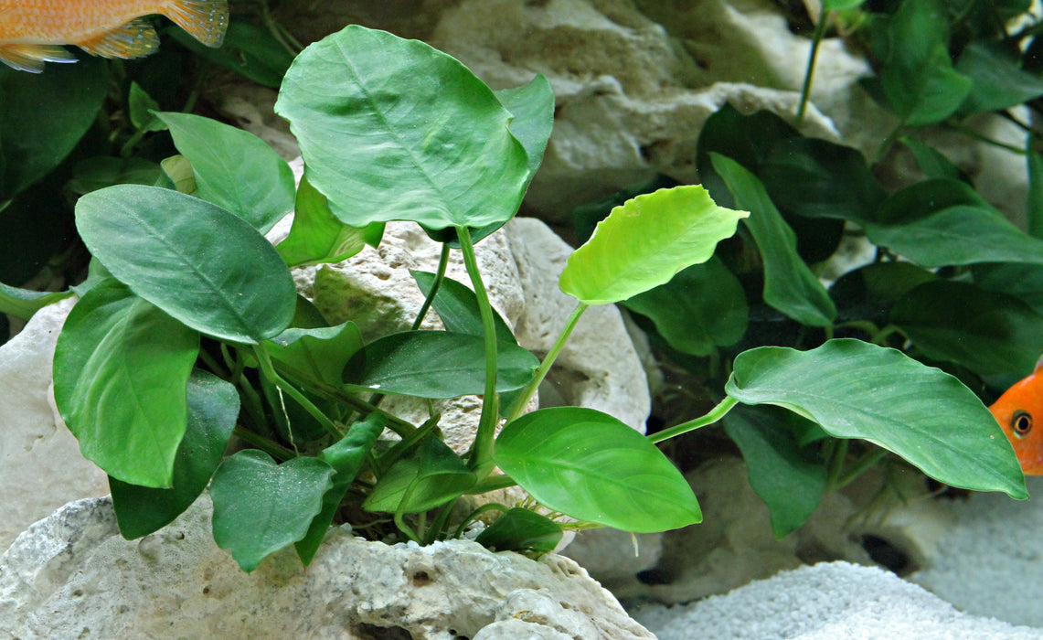 Anubias Barteri var. Nana