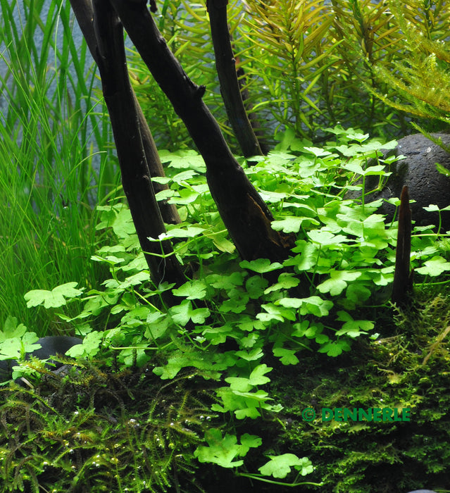 Hydrocotyle cf. tripartita