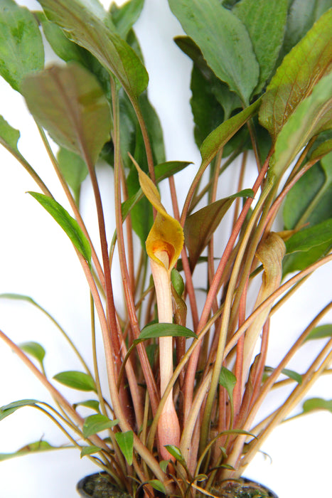 Cryptocoryne beckettii