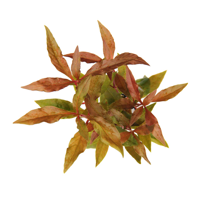 Alternanthera Reineckii 'Red'