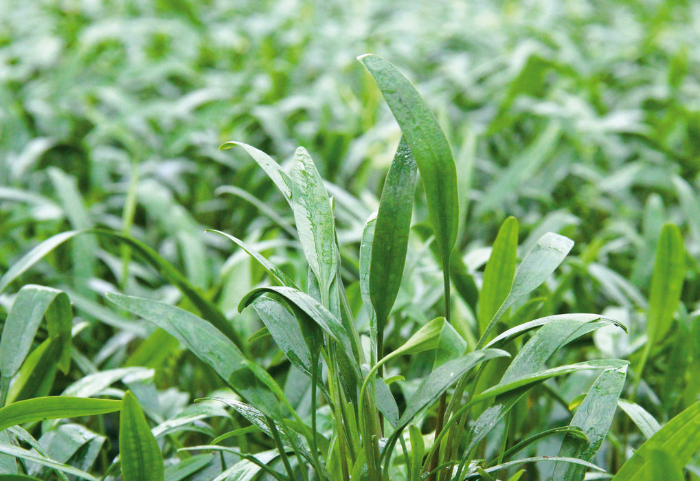 Cryptocoryne lucens