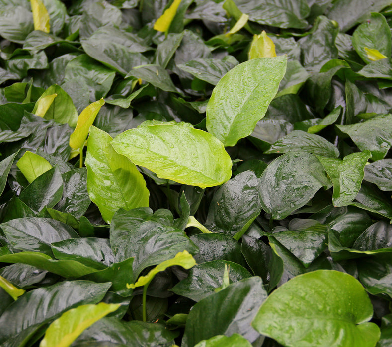 Anubias Barteri