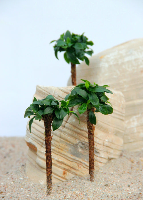 Anubias Nana Bonsai Palm