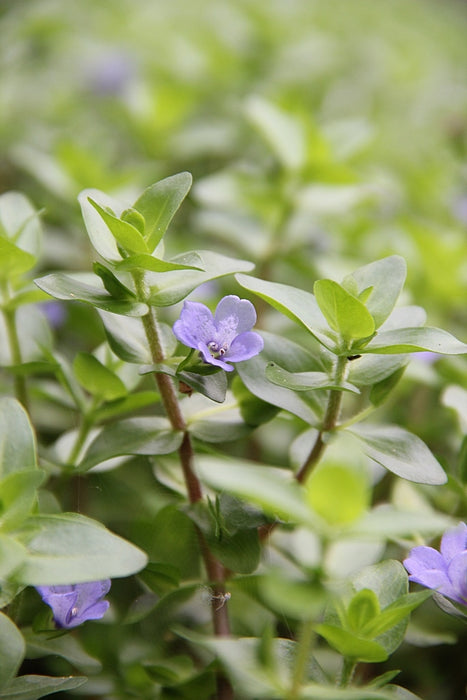 Bacopa Caroliniana