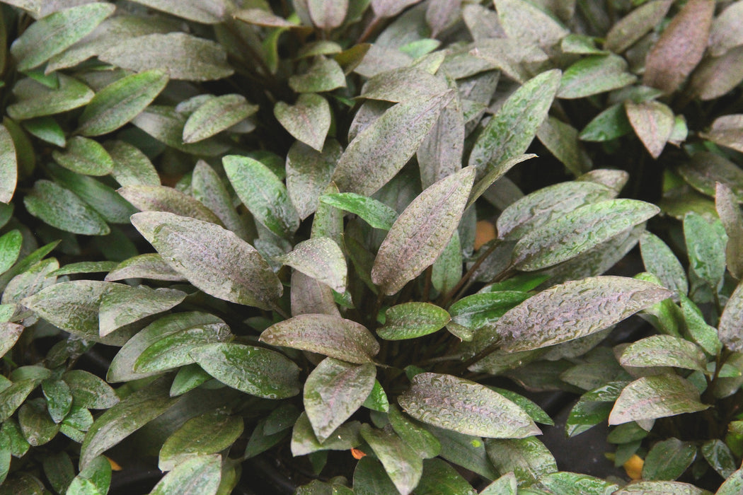 Cryptocoryne wendtii 'Compact'