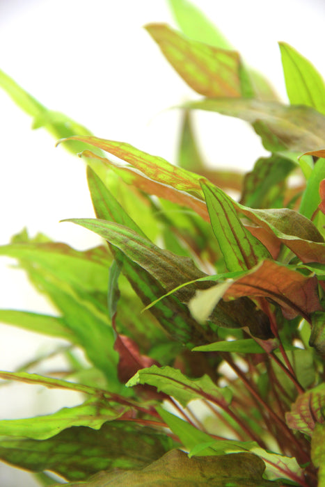 Cryptocoryne wendtii 'Green'