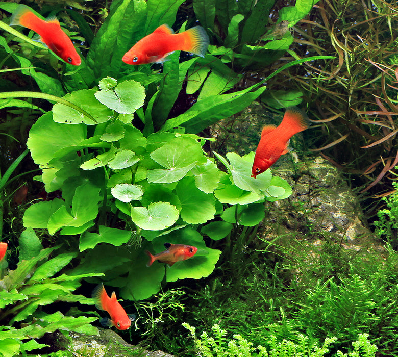 Hydrocotyle Leucocephala