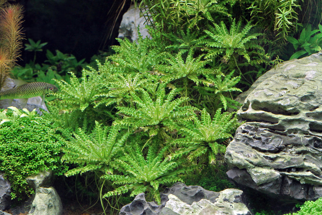 Pogostemon Helferi