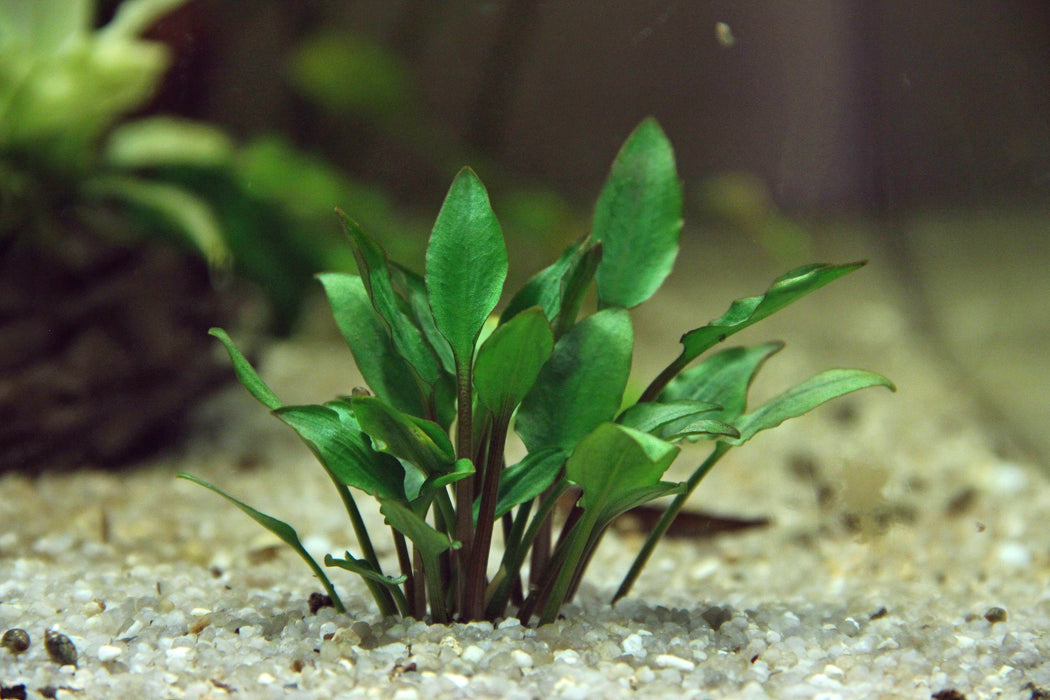 Cryptocoryne lutea 'Hobbit'