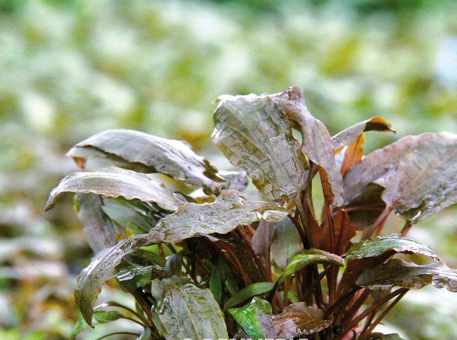 Cryptocoryne beckettii