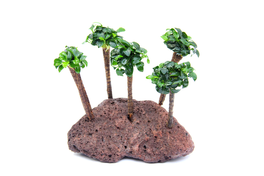 Anubias Nana Bonsai Palm