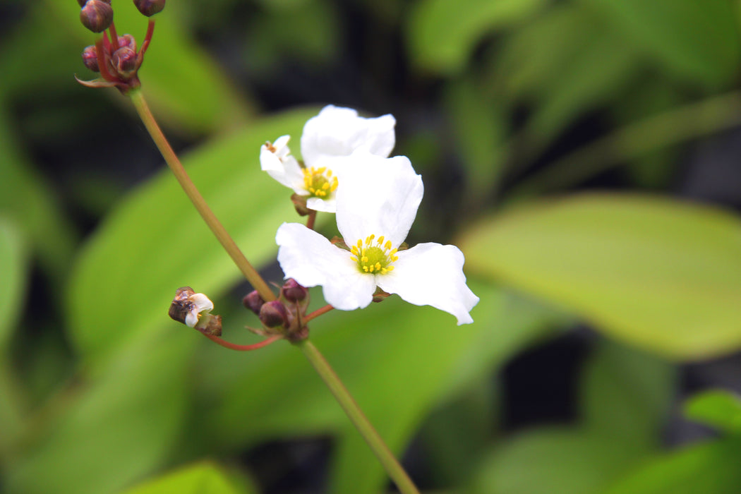 Echinodorus 'Green Chameleon'