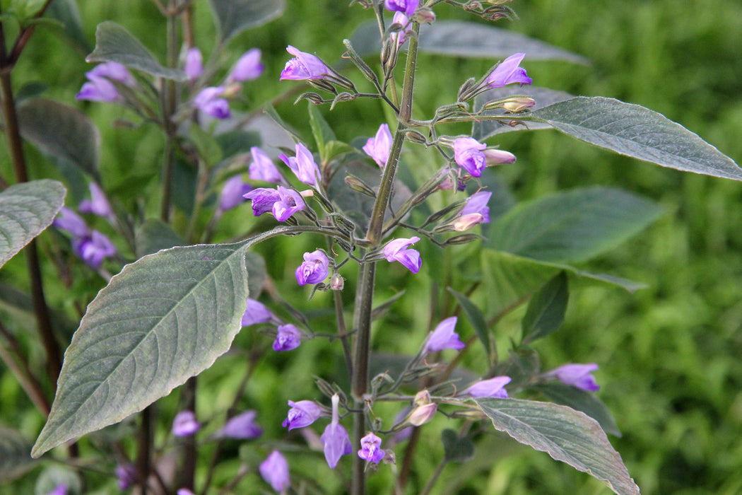 Hygrophila corymbosa