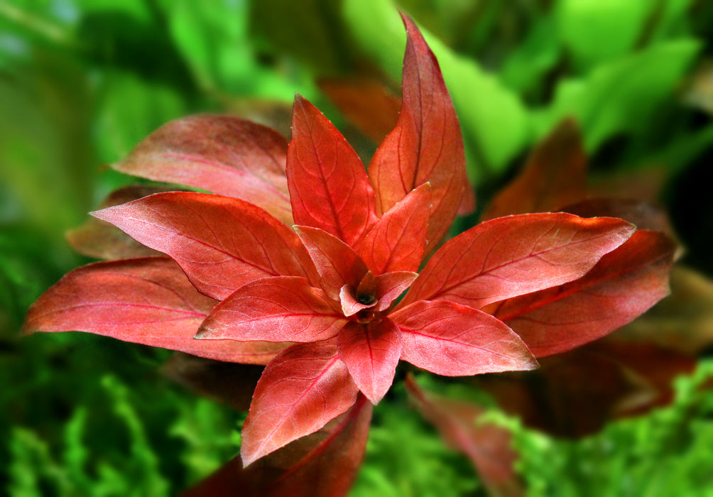 Ludwigia repens 'Rubin'