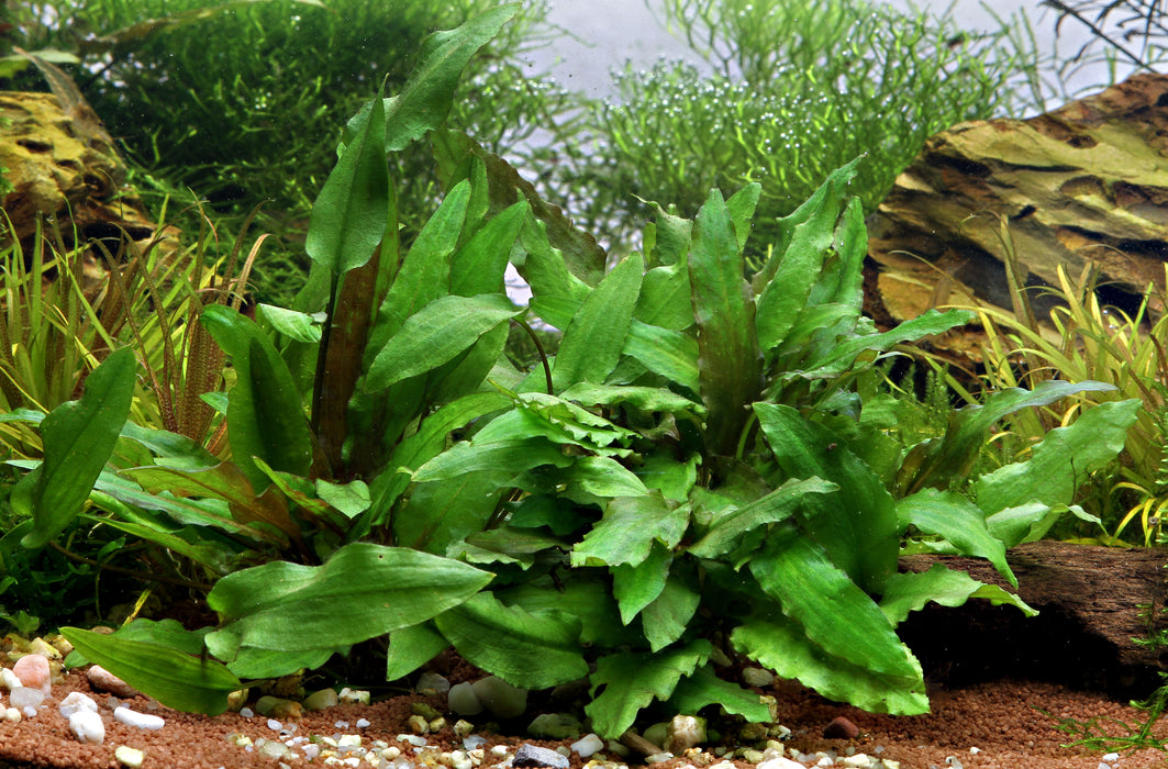 Cryptocoryne wendtii 'Green'