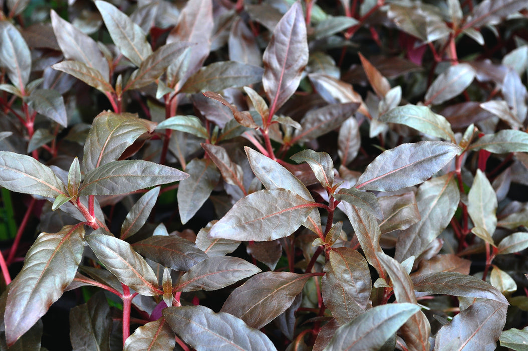 Alternanthera Reineckii 'Red'