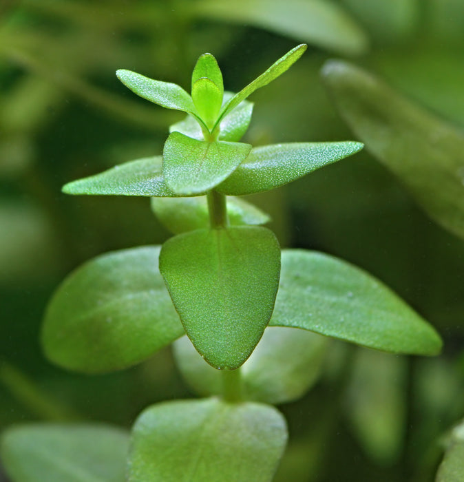 Bacopa Caroliniana